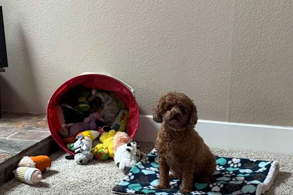 House sit in Carlsbad, CA, US