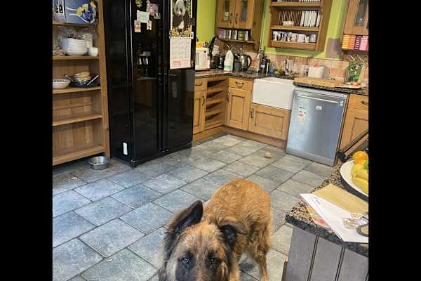 House sit in Chipping Sodbury, United Kingdom