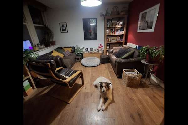 House sit in Bristol, United Kingdom