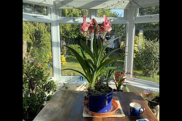 House sit in Hastings, United Kingdom