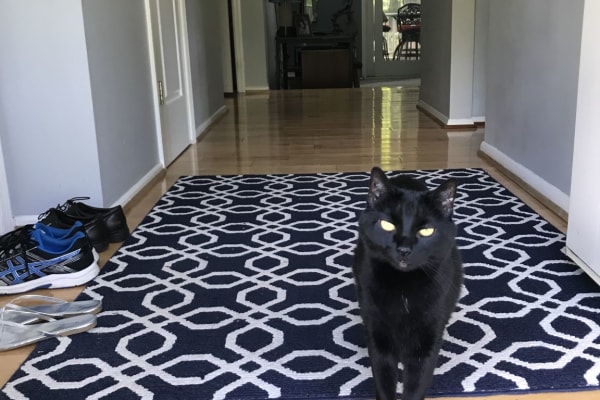 House sit in Fairfax, VA, US