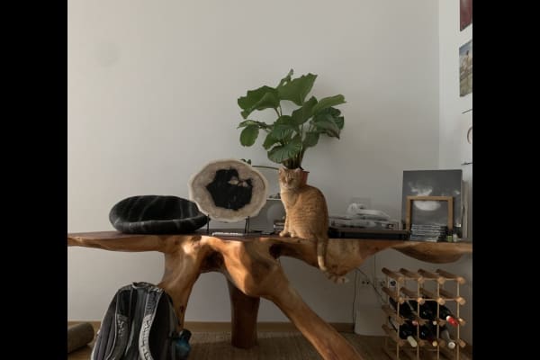 House sit in Vienna, Austria