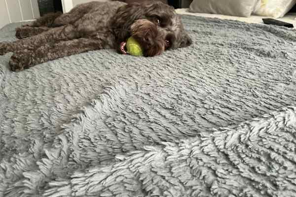 House sit in Calgary, AB, Canada