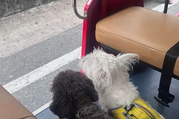 House sit in Bangkok, Thailand