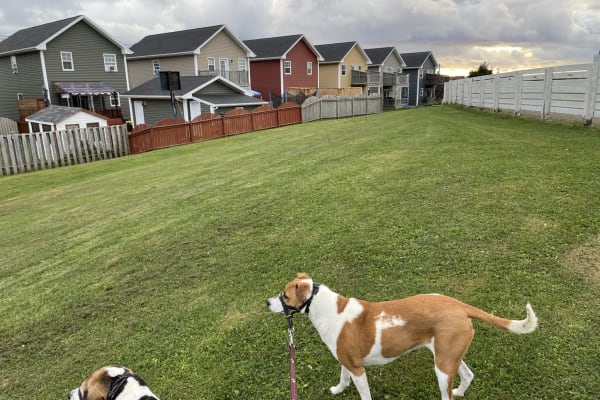 House sit in Summerside, PE, Canada