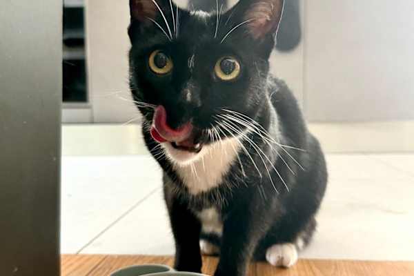 House sit in Athens, Greece