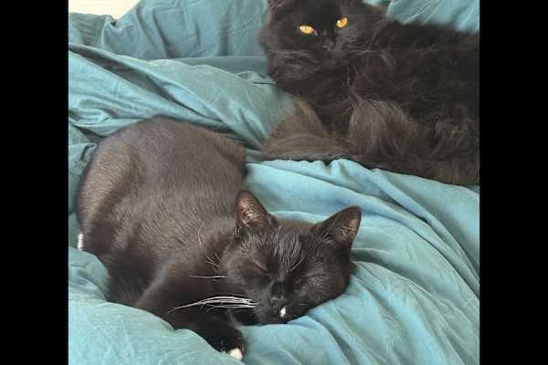 House sit in Sheffield, United Kingdom