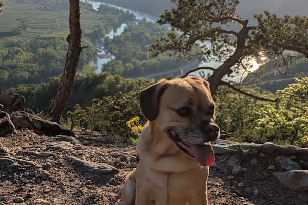 House sit in Krems an der Donau, Austria