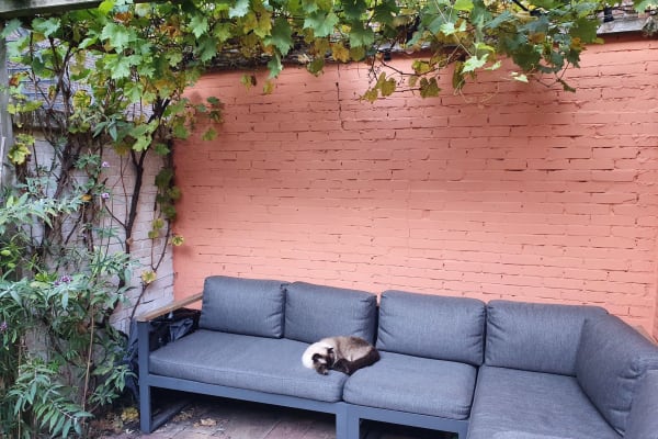 House sit in Utrecht, Netherlands