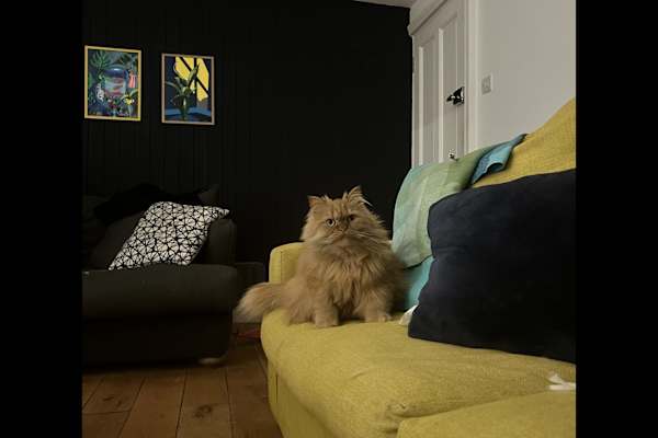 House sit in London, United Kingdom