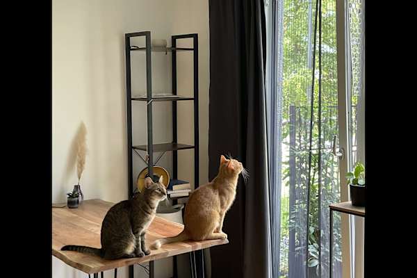 House sit in Munich, Germany
