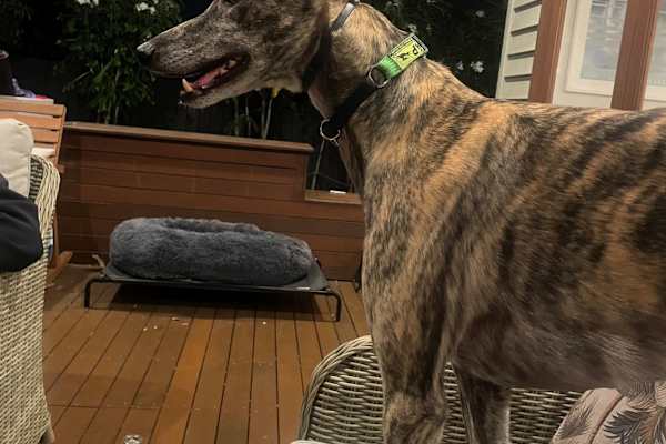 House sit in Sydney, NSW, Australia