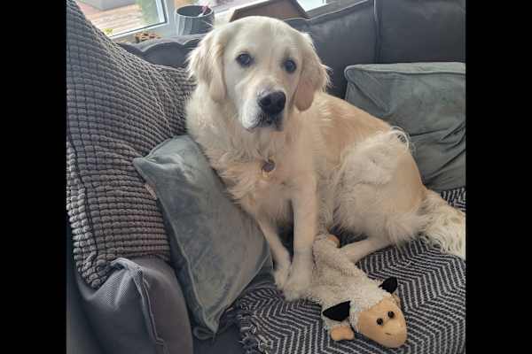 House sit in Surrey, BC, Canada