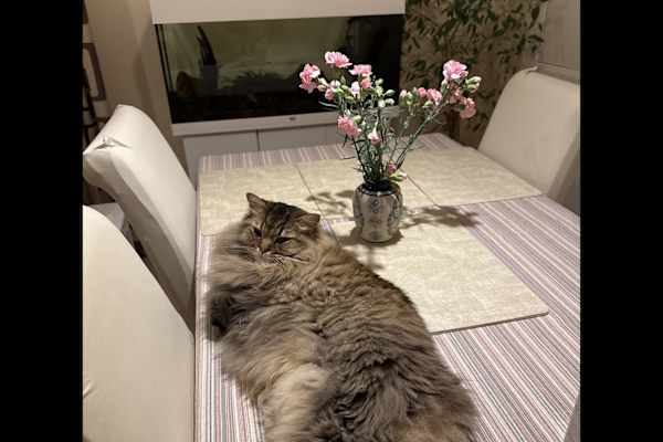 House sit in Croydon, United Kingdom
