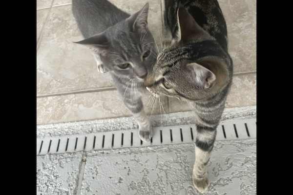House sit in Tampa, FL, US