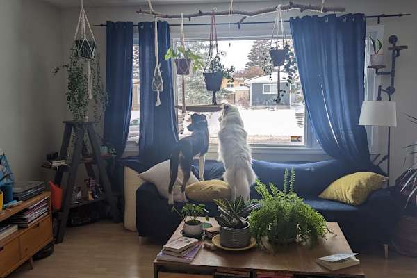 House sit in Calgary, AB, Canada