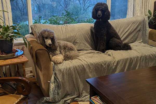 House sit in Placerville, CA, US