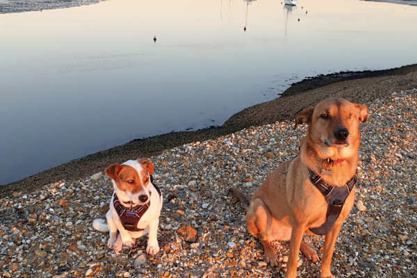 House sit in Milford on Sea, United Kingdom