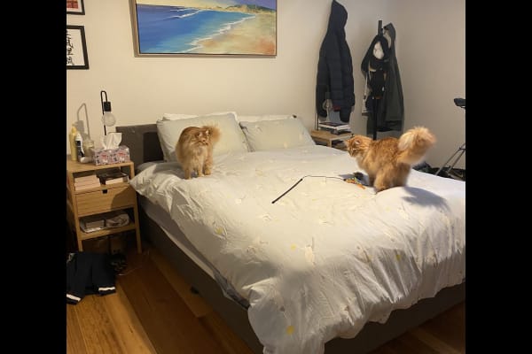 House sit in Melbourne, VIC, Australia