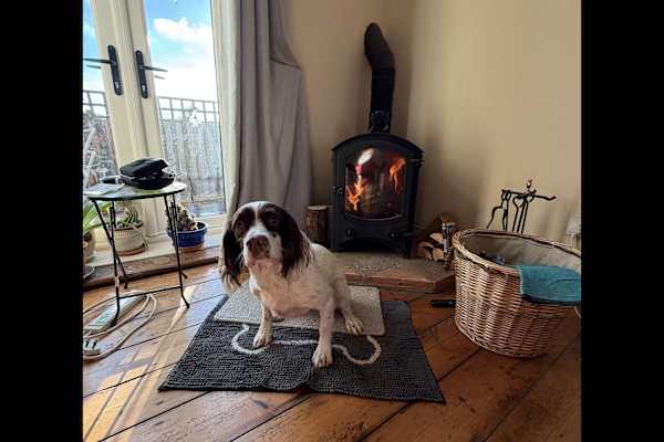 House sit in Halvergate, United Kingdom