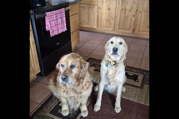 House sit in Enterprise, OR, US