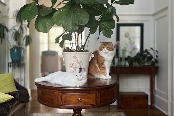 House sit in Memphis, TN, US