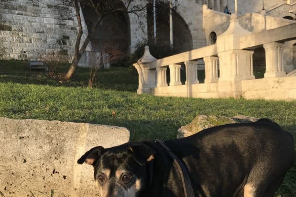 House sit in Budapest, Hungary