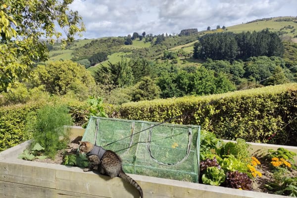 House sit in Dunedin, New Zealand