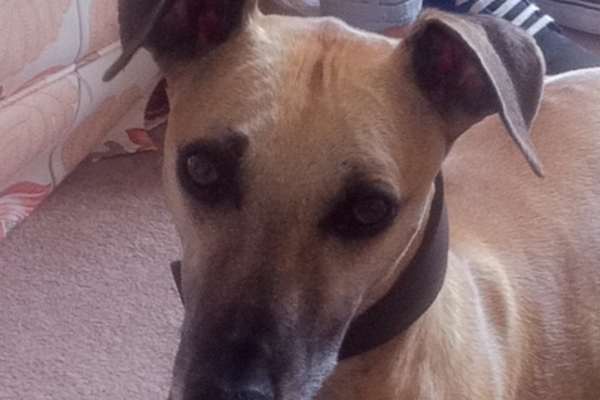 House sit in Great Dunmow, United Kingdom