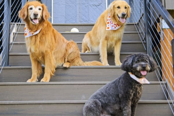 House sit in Sunriver, OR, US