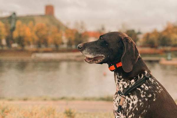 House sit in Vilnius, Lithuania