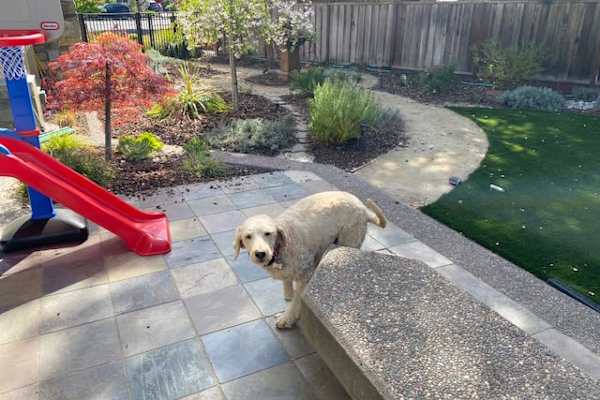 House sit in Los Altos, CA, US