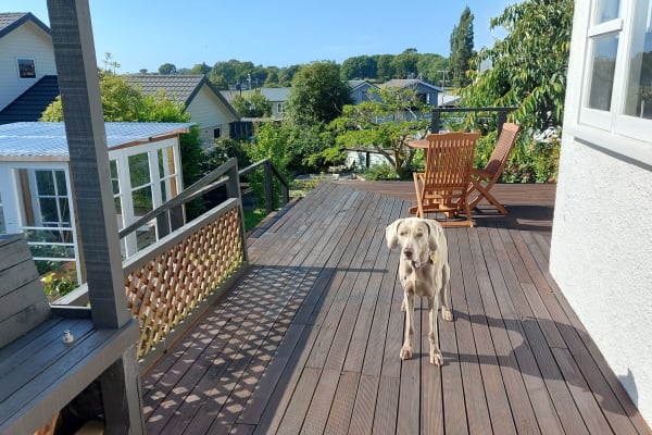 House sit in Timaru, New Zealand
