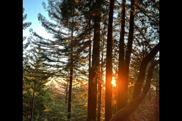 House sit in Woodside, CA, US