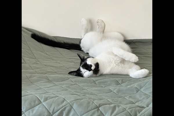 House sit in Chieti, Italy