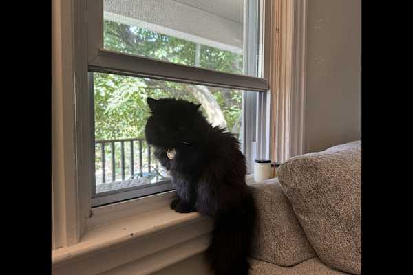 House sit in Pittsburgh, PA, US