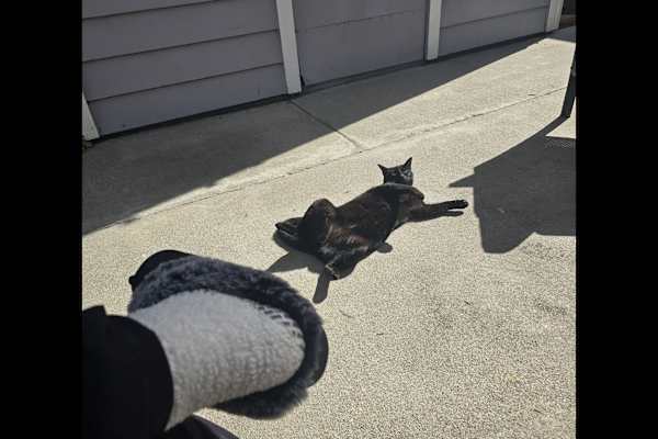 House sit in Pasadena, CA, US