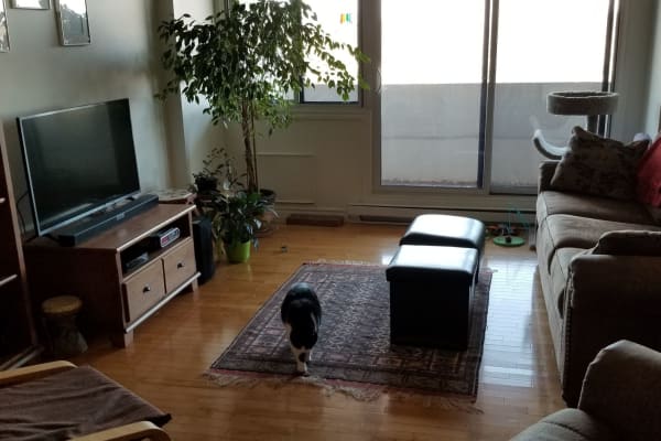 House sit in Ottawa, ON, Canada