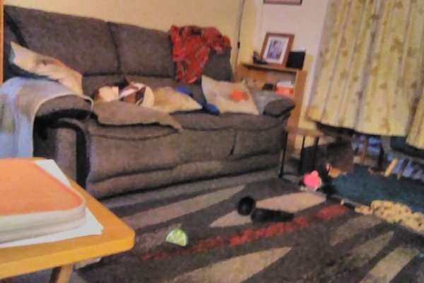 House sit in Wareham, United Kingdom
