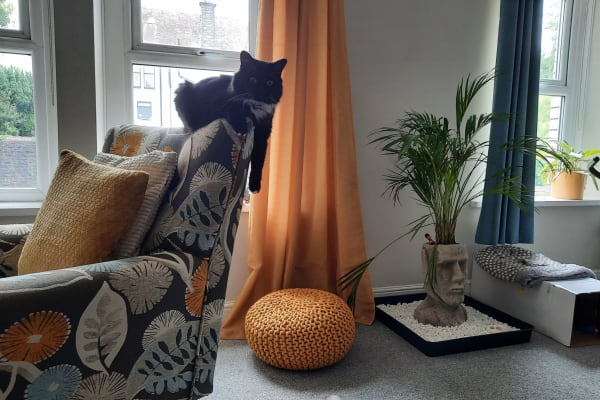 House sit in Cardiff, United Kingdom