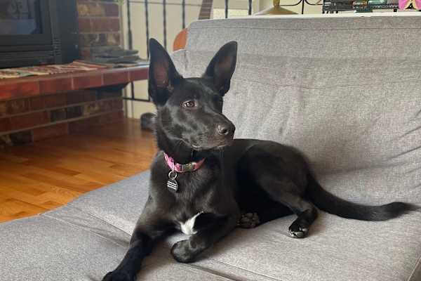 House sit in Shoreline, WA, US