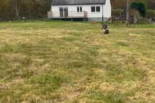 House sit in Appin, United Kingdom