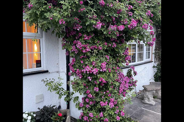 House sit in Lowdham, United Kingdom