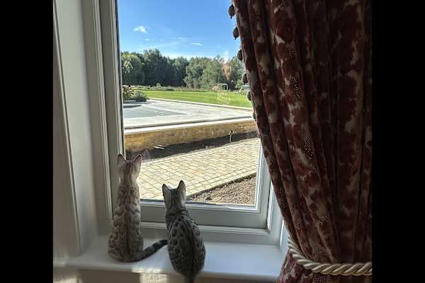 House sit in Woking, United Kingdom
