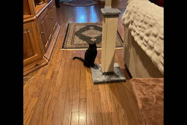 House sit in Freehold, NJ, US