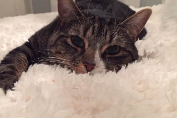 House sit in London, United Kingdom