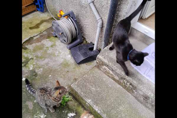 House sit in Belfast, United Kingdom