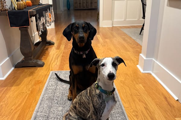 House sit in Charleston, SC, US