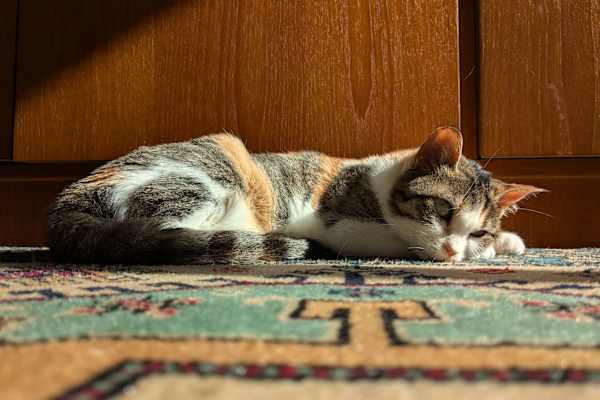 House sit in Munich, Germany