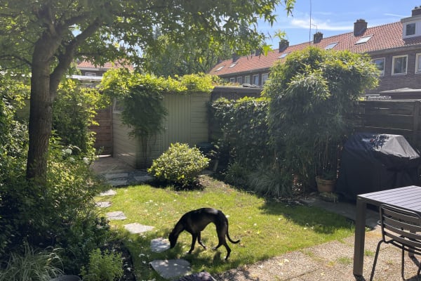 House sit in Amsterdam, Netherlands